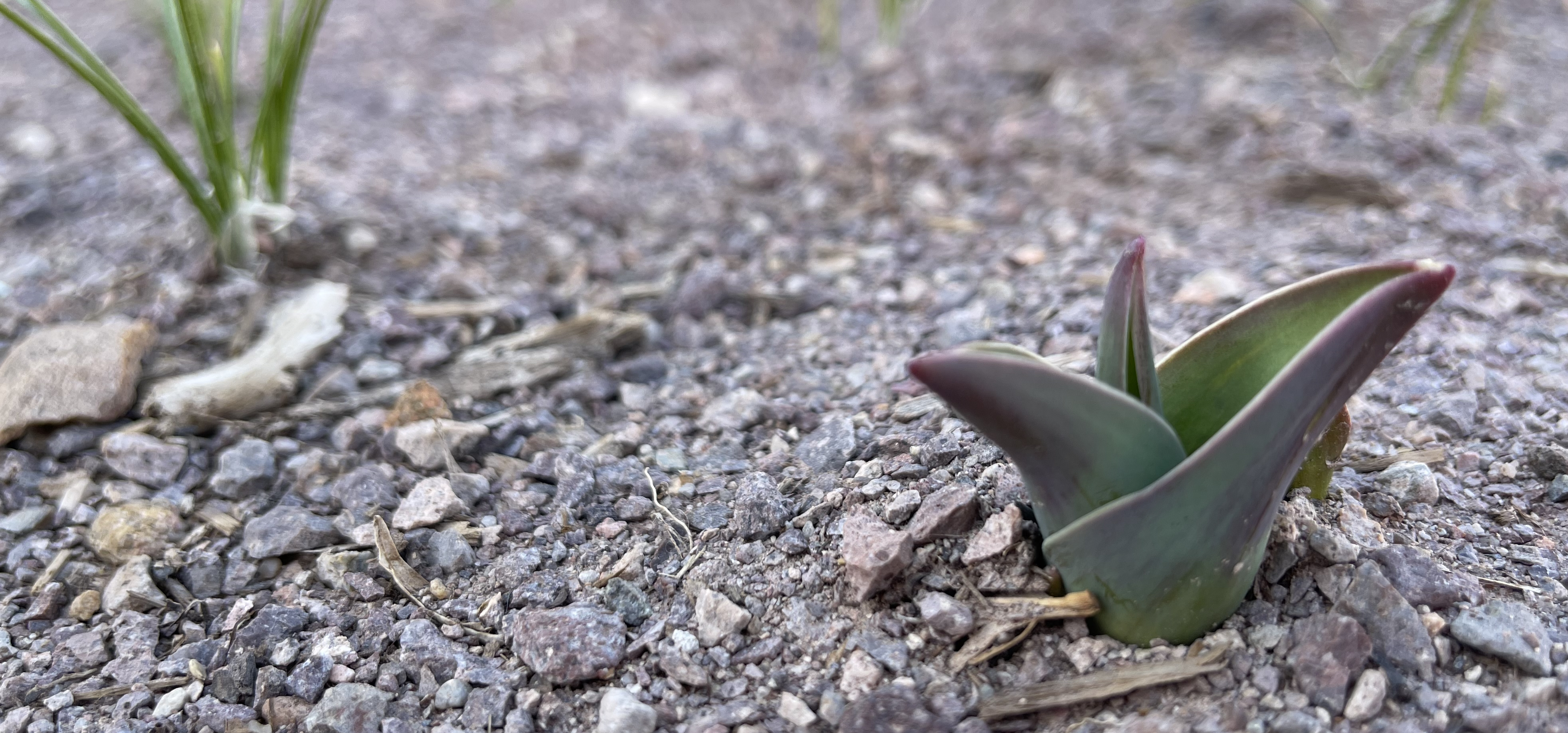 A tulip sprouting from the ground in the foreground, in front of a crocus.